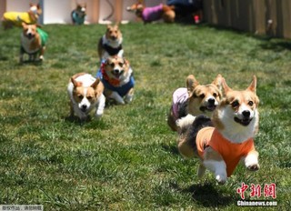 柯基犬比赛的独特视角审视与分析